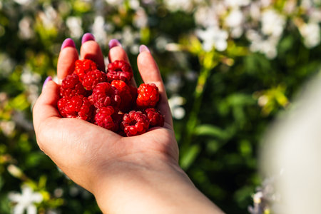 A womans hand displays a generous handful of ripe red raspberries against a backdrop of blooming flowers on a sunny day The vibrant colors highlight a bountiful harvest.の写真素材