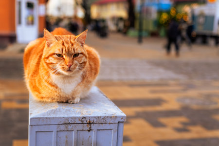 Orange Cat Lounging on a Street Corner in an Urban Setting During the Day.の写真素材