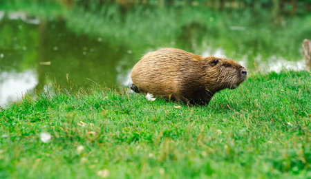 A nutria is seen foraging near a tranquil body of water enjoying the green grass of the bank The setting is peaceful showing the animal in its natural habitatの写真素材