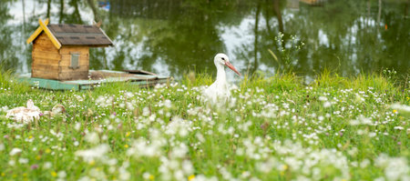 A stork stands gracefully in a field of vibrant wildflowers close to a charming wooden house beside...