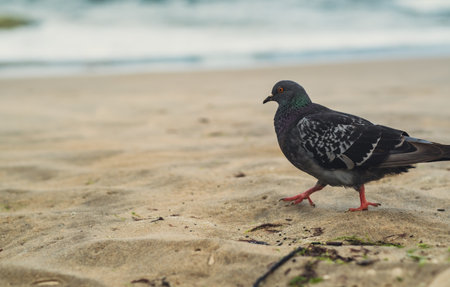 A pigeon strolls across the sandy beach, with gentle waves lapping at the shoreline. The scene is peaceful and showcases nature's simple beautyの写真素材