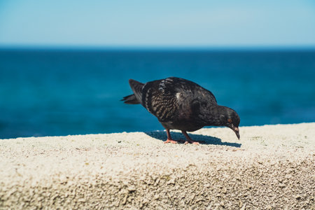 A pigeon moves gracefully along a ledge by the sea, exploring its surroundings for food. The stunning blue backdrop highlights the serene coastal environment during daylightの写真素材