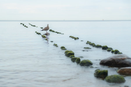 A seagull rests on a breakwater in calm waters on a cloudy day.の写真素材