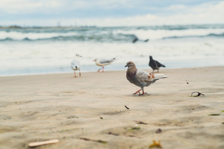 Groups of pigeons and seagulls are seen foraging on the sandy beach. The gray sky looms overhead,...