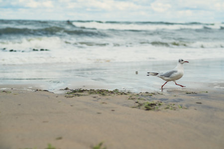 A seagull strolls gracefully along the shoreline, leaving footprints in the wet sand as waves crash...