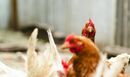 Chickens foraging in a rural backyard environment during daylight hours.