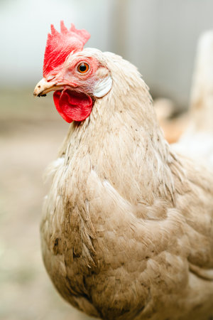 Close-up view of a free-range hen exploring a backyard setting during late afternoon.