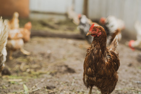 Brown hen roaming in a farmyard during a sunny afternoon.の写真素材