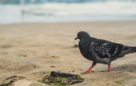 A pigeon strolls across the sandy beach, with gentle waves lapping at the shoreline. The scene is peaceful and showcases nature's simple beautyの写真素材
