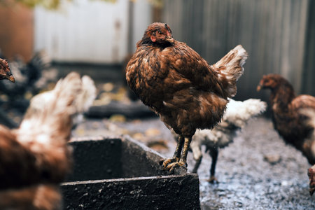 Dirty Chicken Stands in Muddy Environment Among Other Chickens at a Farm During Overcast Weather in the Early Afternoonの写真素材