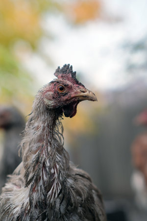 Dirty Chicken in a Farmyard Setting With Rustic Background and Natural Surroundings During Daylight Hoursの写真素材
