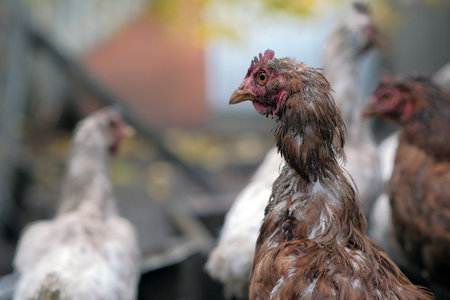 A dirty chicken stands prominently in a farmyard surrounded by other chickens The setting shows the realistic slightly untidy environment typical of rural life in the daytimeの写真素材