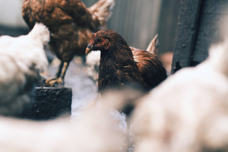 A dirty chicken stands prominently in a farmyard surrounded by other chickens The setting shows the realistic slightly untidy environment typical of rural life in the daytimeの写真素材