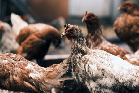 A dirty chicken stands prominently in a farmyard surrounded by other chickens The setting shows the realistic slightly untidy environment typical of rural life in the daytimeの写真素材