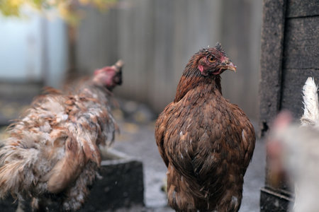 Dirty Chickens Roaming in a Farmyard During an Overcast Afternoonの写真素材