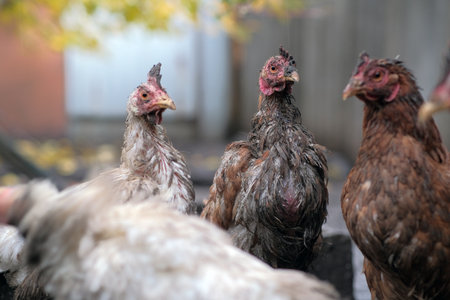 Dirty Chickens Roaming in a Farmyard During an Overcast Afternoonの写真素材