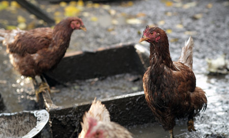 Dirty Chickens Roaming in a Farmyard During an Overcast Afternoonの写真素材