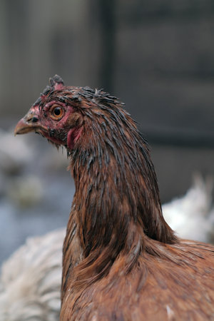 Chicken in a Rural Setting During the Afternoon Light With Visible Dirt on Its Feathers and Surroundingsの写真素材
