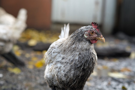 Dirty Chicken in a Rural Setting During the Afternoon Light With Visible Dirt on Its Feathers and Surroundingsの写真素材
