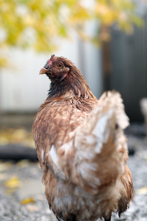 Dirty Chicken in a Rural Setting During the Afternoon Light With Visible Dirt on Its Feathers and...
