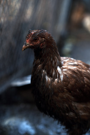 Chicken in a Rural Setting During the Afternoon Light With Visible Dirt on Its Feathers and Surroundingsの写真素材