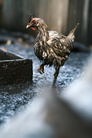 Dirty Chicken in a Rural Setting During the Afternoon Light With Visible Dirt on Its Feathers and Surroundingsの写真素材