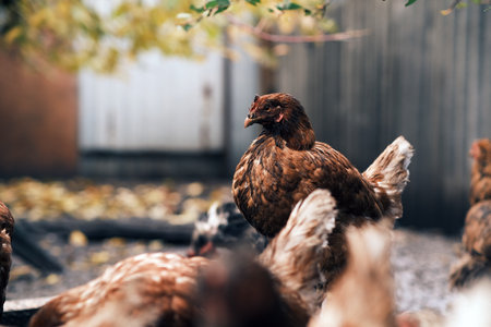 A chicken covered in dirt stands in a rural area showcasing its unclean feathers as sunlight illuminates its surroundings The environment reflects a natural farm settingの写真素材