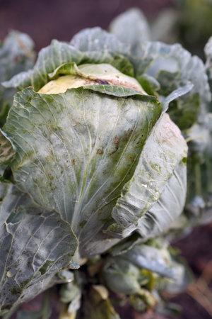 Cabbage Thriving in an Organic Vegetable Garden During Autumnの写真素材