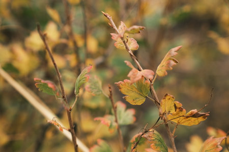 Bright yellow and green leaves cover branches offering a rich display of color as autumn settles in The forest background hints at changing seasons and tranquility in natureの写真素材