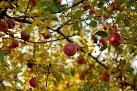 Red Apples Hanging on Branches During Autumn in a Peaceful Orchard Under a Clear Blue Skyの写真素材