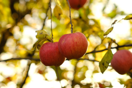 Fresh Apples Hanging From Tree Branches in an Autumn Orchard During Golden Hourの写真素材