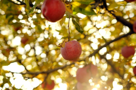 Fresh Apples Hanging From Tree Branches in an Autumn Orchard During Golden Hourの写真素材