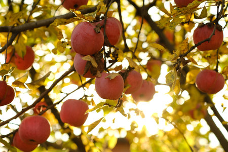 Fresh Apples Hanging From Tree Branches in an Autumn Orchard During Golden Hourの写真素材
