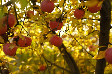 Fresh Apples Hanging From Tree Branches in an Autumn Orchard During Golden Hour