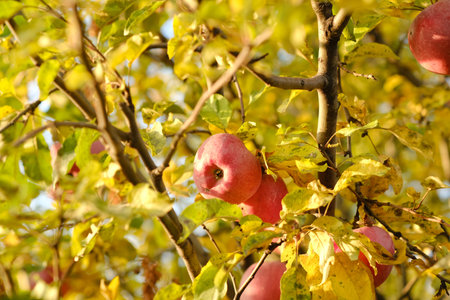 Ripe red apples hang from green and yellow leaves on an apple tree in a peaceful garden The autumn atmosphere enhances the warm colors of the foliageの写真素材