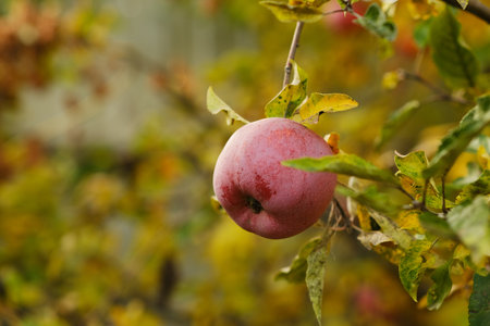 Ripe red apples hang from green and yellow leaves on an apple tree in a peaceful garden The autumn...