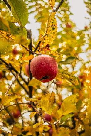 A vibrant red apple dangles from a branch amidst bright yellow and orange leaves in an orchard during the autumn season The scene captures the essence of harvest timeの写真素材