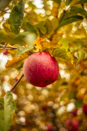 A vibrant red apple dangles from a branch amidst bright yellow and orange leaves in an orchard during the autumn season The scene captures the essence of harvest timeの写真素材