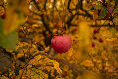 Red Apple Hanging From a Tree Surrounded by Autumn Leaves in a Beautiful Orchardの写真素材