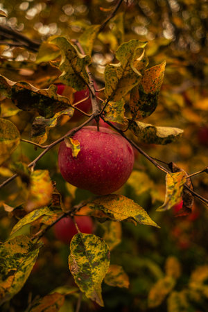 Red Apple Hanging From a Tree Surrounded by Autumn Leaves in a Beautiful Orchard