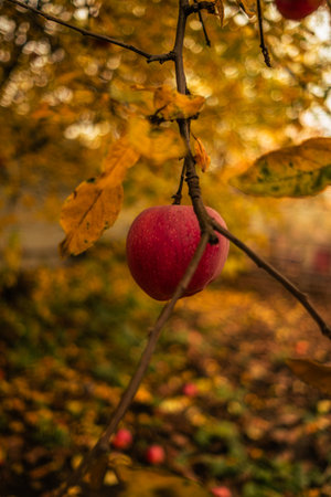 Red Apple Hanging From a Tree Surrounded by Autumn Leaves in a Beautiful Orchardの写真素材