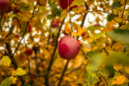 A vibrant red apple dangles from a branch amidst bright yellow and orange leaves in an orchard during the autumn season The scene captures the essence of harvest timeの写真素材