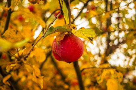 A vibrant red apple dangles from a branch amidst bright yellow and orange leaves in an orchard during the autumn season The scene captures the essence of harvest timeの写真素材