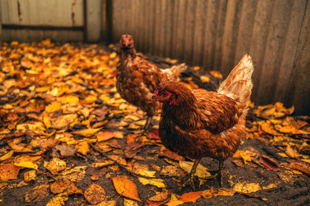 Chickens of various colors explore a farmyard filled with fallen autumn leaves. The scene shows rustic textures and a natural warm atmosphere of the farm during fall.の写真素材