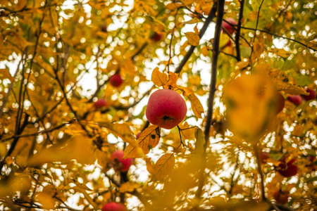 An apple orchard showcases ripe red apples nestled among golden leaves highlighting the beauty of autumn The trees are abundant with fruit against a backdrop of warm fall colorsの写真素材