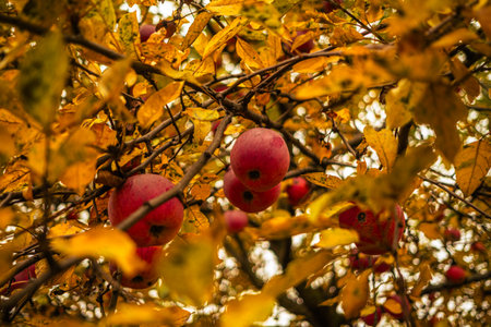 Captivating Apple Orchard in Autumn With Vibrant Foliage and Ripe Fruit Hanging From Branchesの写真素材