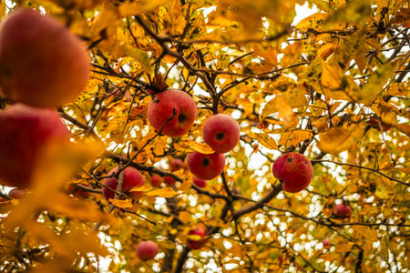 Captivating Apple Orchard in Autumn With Vibrant Foliage and Ripe Fruit Hanging From Branchesの写真素材