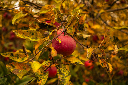 An apple orchard showcases ripe red apples nestled among golden leaves highlighting the beauty of autumn The trees are abundant with fruit against a backdrop of warm fall colorsの写真素材