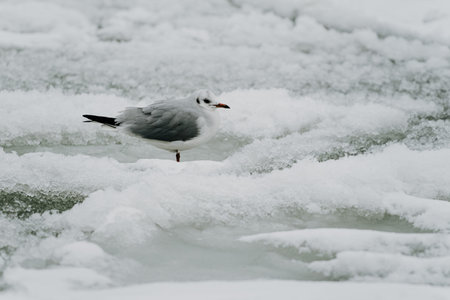 A seagull stands on icy terrain amidst snow and partially frozen water. The bird is centered in the frame, creating a striking contrast against the white winter landscapeの写真素材