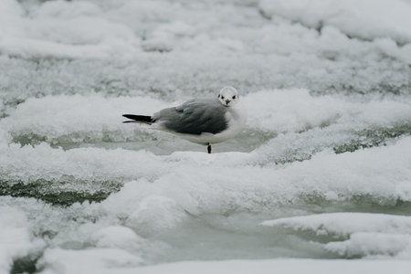 A seagull stands on icy terrain amidst snow and partially frozen water. The bird is centered in the frame, creating a striking contrast against the white winter landscapeの写真素材